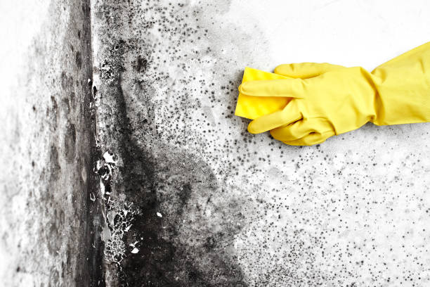 Best Toxic Mold Removal  in Lebanon, TN