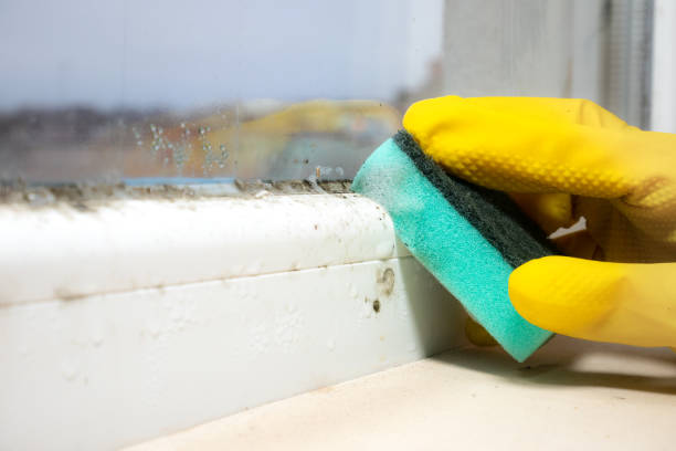 Best Fast Mold Removal  in Lebanon, TN