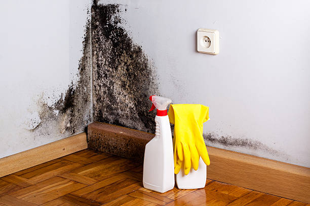  Lebanon, TN Mold Removal Pros