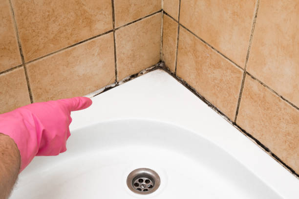 Best Attic Mold Removal  in Lebanon, TN